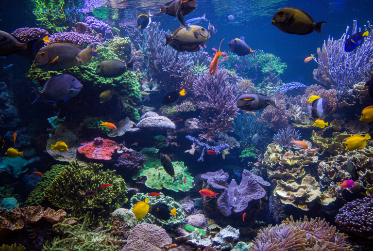 underwater life landscape